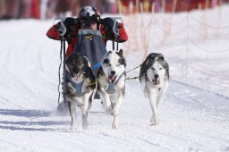 Lenk 2013